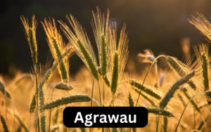 Agrawau