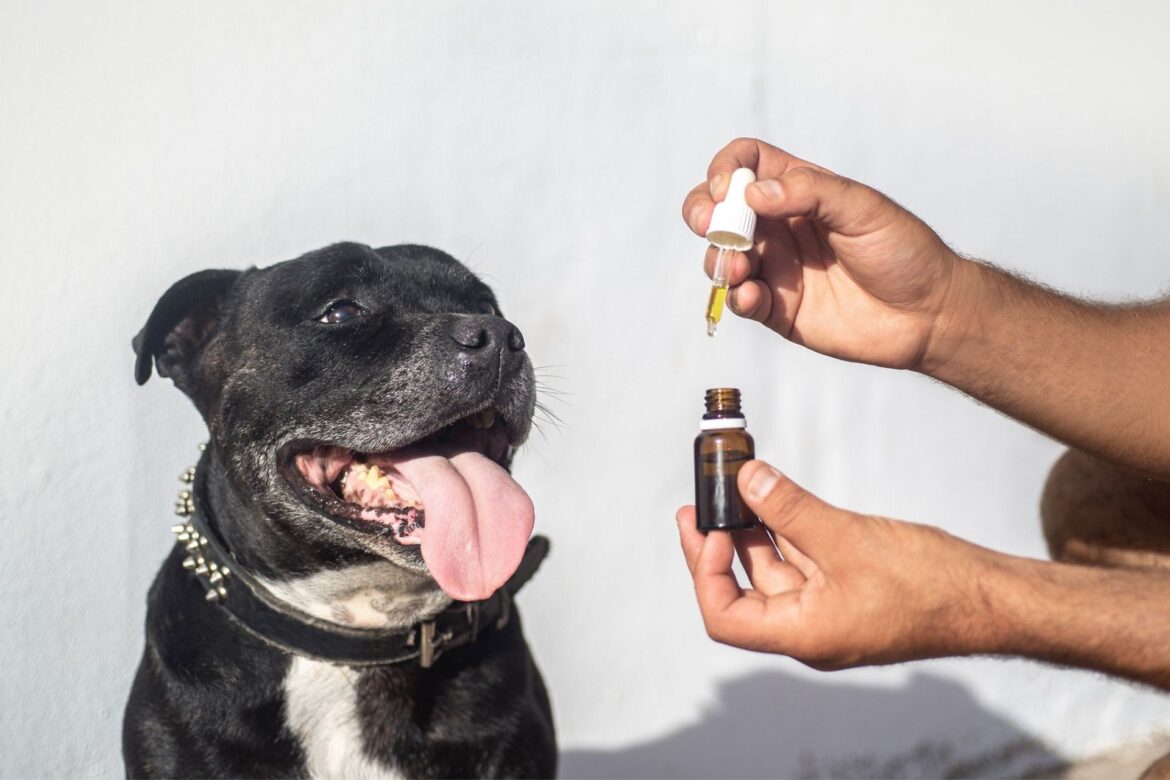 CBD For Pets Store Near Me in Uk Usa and Canada